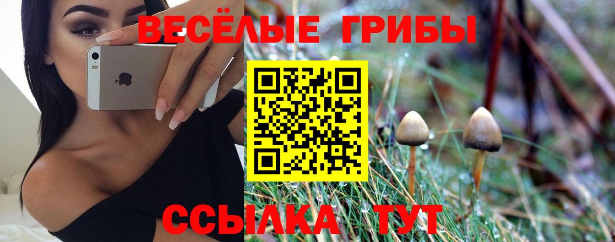 Кириши  Псилоцибиновые грибы мицелий  Вход с VPN  Псилоцибиновые грибы Psilocybe 